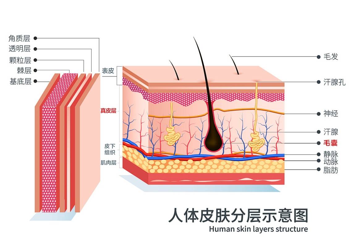 5450dbea082b733c9fe866f8f0a0a52f9e4a6bad330d71-ufVb1i_fw1200_副本.jpg
